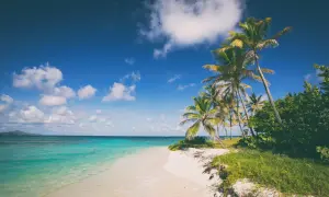 Plaża z palmami i turkusową wodą na Karaibach.