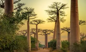 Aleja Baobabów na Madagaskarze. Grudzień, ciepła pogoda sprzyja spacerom wśród tych majestatycznych drzew.