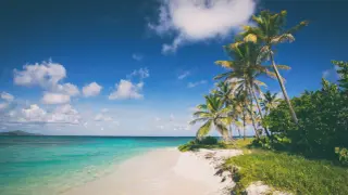 Plaża z palmami i turkusową wodą na Karaibach.