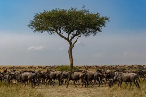 Stado gnu na sawannie w Kenii podczas pory suchej, pod samotnym drzewem akacjowym.