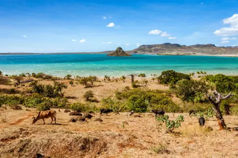 Krajobraz Madagaskaru z krowami na pierwszym planie i turkusową wodą w tle. Zastanawiasz się, ile kosztuje wyjazd na Madagaskar?